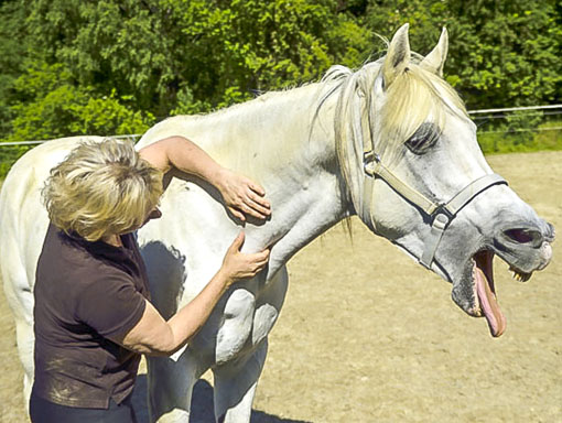 Klassische Massage für Pferde – Aufbau-Seminar