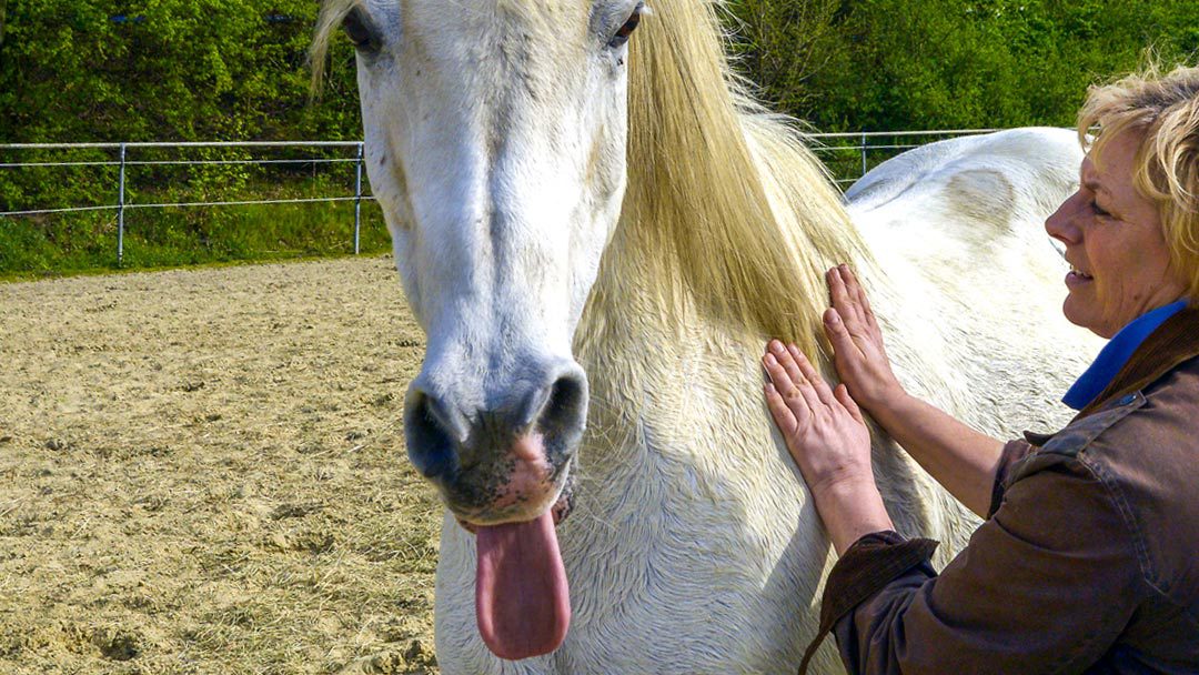 Klassische Massage für Pferde – Basisseminar